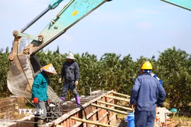 Đơn vị thi công dự án cầu Tứ Liên đang lắp dựng khuôn bệ đúc dầm Super T phục vụ các hạng mục cầu chính. (Ảnh: TTXVN)