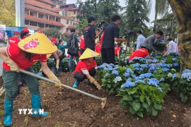 Trồng cây hoa khởi động chương trình “Green Sa Pa”. (Ảnh: Hương Thu/TTXVN)