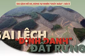 Sai lệch 'định danh' đất rừng: Rừng tự nhiên “biến thành” rừng sản xuất