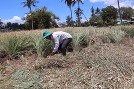 Thu hoạch sả trong mùa hạn mặn ở xã Phú Đông, huyện Tân Phú Đông. (Ảnh: Minh Trí/TTXVN)