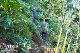 Cấp ủy, chính quyền địa phương, Ban quản lý bản kiểm tra thực tế, đánh giá thực trạng vết nứt trên đồi. (Ảnh: TTXVN phát)