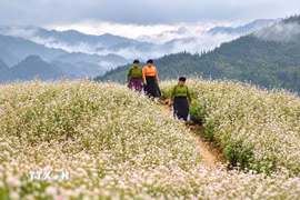 Phụ nữ vùng cao giữa cánh đồng tam giác mạch. (a. Ảnh: Minh Tâm/TTXVN)