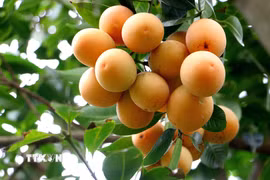 Cây thanh trà là một trong những cây trồng đặc trưng ở phường Đông Thành, tỉnh Vĩnh Long, mang lại giá trị kinh tế cao. ( Ảnh: Phúc Sơn/TTXVN)