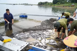 Nghệ An tìm nguyên nhân cá chết bất thường trên sông Lam
