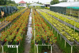 Hoa, kiểng trồng trên giàn không bị ngập nước và ảnh hưởng bởi cỏ dại. (Ảnh: Nhựt An/TTXVN)