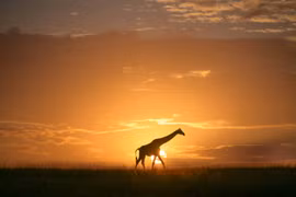 Một con hươu cao cổ tại khu bảo tồn quốc gia Maasai Mara ở Narok, Kenya. (Ảnh: THX/TTXVN phát)