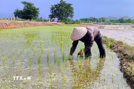 Ảnh minh họa. (Nguồn: TTXVN)