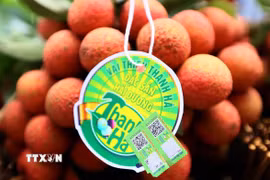 Sản phẩm vải Thanh Hà (Hải Dương) được cấp mã vạch, tem chỉ dẫn địa lý để khách hàng nhận biết. (Ảnh: Quang Quyết/TTXVN)