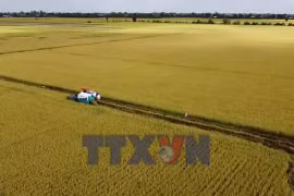 Nông dân Đồng Tháp và hành trình “biến” rơm thành tiền