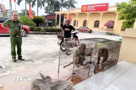 Cơ quan chức năng tiếp nhận các cá thể động vật hoang dã, quý hiếm do người dân giao nộp. (Ảnh: TTXVN phát)