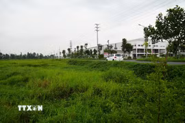 Hiện tỉnh Hưng Yên có hàng vài chục ha đất nông nghiệp đang bị để hoang. (Ảnh: Mạnh Khánh/TTXVN)