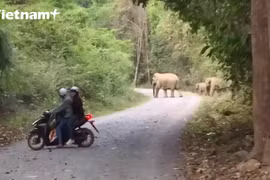 Clip ghi lại hình ảnh đàn voi rừng đi gần khu dân cư tại Đồng Nai