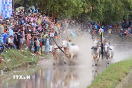 Các đôi bò tranh tài tại hội đua bò truyền thống chùa Rô ở xã An Cư, tỉnh An Giang. (Ảnh: Công Mạo/TTXVN)