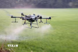 Nông dân An Giang sử dụng drone phân xịt thuốc giúp tiết kiệm chi phí, công sức và thời gian. (Ảnh minh họa: Công Mạo-TTXVN)