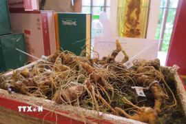 Sâm Ngọc Linh. (Ảnh: Dư Toán/TTXVN)