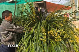 Chủ vườn chăm sóc từng chậu hoa, giúp cây ổn định nhanh chóng và nụ hoa nở đúng thời điểm, sẵn sàng cho mùa Tết. (Ảnh: Hương Thu/TTXVN)