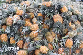 Dứa Đồng Tháp nổi tiếng với vị ngọt thanh đặc trưng được thị trường ưa chuộng. (Ảnh: Hữu Chí/TTXVN)