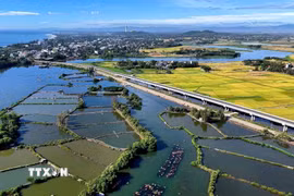 Hiện khu vực này vẫn còn tồn tại nhiều hồ nuôi tôm, xã Tịnh Khê định hướng sẽ tuyên truyền, vận động người dân tiếp tục trồng mới diện tích rừng ngập mặn. (Ảnh: Đinh Hương/TTXVN)
