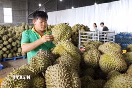 Sầu riêng được kiểm tra, phân loại theo tiêu chuẩn chất lượng tại kho của một doanh nghiệp trên địa bàn tỉnh Lâm Đồng phục vụ xuất khẩu. (Ảnh: Nguyễn Huy Thành/TTXVN)
