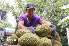 Thu hoạch sầu riêng xuất khẩu. (Nguồn: TTXVN)