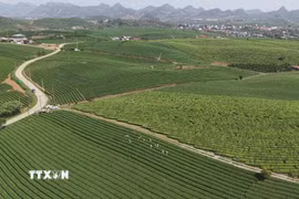 Đồi chè trên cao nguyên Mộc Châu, tỉnh Sơn La. (Ảnh: TTXVN phát)