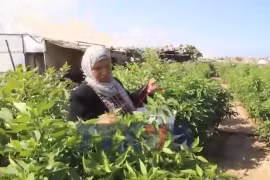Người dân Gaza đã bắt đầu thu hoạch những lứa rau tươi đầu tiên