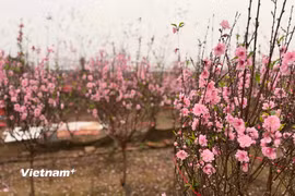 Hoa đào khoe sắc tại vườn Đào Nhật Tân, Hà Nội. (Ảnh: Thái Hà/Vietnam+)