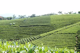 Chiêm ngưỡng những đồi chè đẹp nức tiếng ở Thái Nguyên