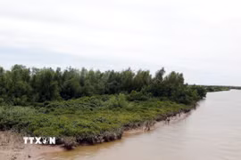 Vườn quốc gia Xuân Thủy là vùng rừng ngập nước quý giá ở cửa sông Hồng. (Ảnh: Thái Thuần/TTXVN)