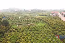Hải Dương mùa vải chín: Chuẩn bị cho lễ mở cửa vườn năm 2025