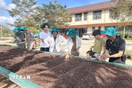 Các nhà vườn, hợp tác xã, doanh nghiệp đã sẵn sàng phục vụ du khách đến tham quan, trải nghiệm du lịch nông nghiệp và văn hóa càphê trong dịp Lễ hội. (Ảnh: TTXVN phát)