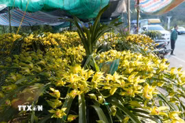 Hoa Địa lan hết sức phong phú. Giá của mỗi chậu tùy vào số lượng cành, khoảng 150 nghìn đến 200 nghìn đồng/1 cành. (Ảnh: Quý Trung/TTXVN)