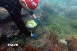 Các tình nguyện viên lặn biển vớt rác tại các rạn san hô ở biển để giúp san hô phát triển. (Ảnh: TTXVN phát)