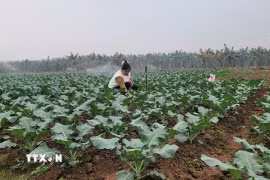 Người dân xã Minh Châu Xanh. (Ảnh Phương Anh/TTXVN)