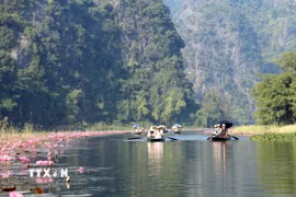 Hoa súng uốn lượn hai bên bờ sông Ngô Đồng tại Khu du lịch Tam Cốc tỉnh Ninh Bình khiến du khách rất thích thú. (Ảnh: Thùy Dung/TTXVN)