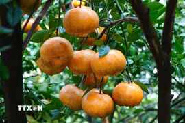 Quýt hồng chín lên màu. (Ảnh: Nhựt An/TTXVN)