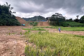 Cánh đồng lúa của một số hộ dân ở thôn Nam Hà, xã Cẩm Giàng (Thái Nguyên) bị đất đá từ Nhà máy gạch Tuynel đổ xuống, vùi lấp. (Ảnh: Hoàng Nguyên/TTXVN) 