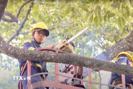 Nhân viên Công ty TNHH MTV Công viên cây xanh Thành phố Hồ Chí Minh thực hiện cắt tỉa cây. (Ảnh: TTXVN phát.)