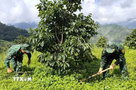 Cán bộ, chiến sĩ Đồn Biên phòng Nghĩa Thuận (tỉnh Tuyên Quang) phát dọn cỏ, chăm sóc vườn hồng không hạt tại xã Nghĩa Thuận, góp phần hỗ trợ người dân nâng cao hiệu quả sản xuất. (Ảnh: Hoàng Chính/TTXVN phát)