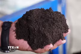 Ứng dụng công nghệ vi sinh mật độ cao (HCDF) trong xử lý rơm rạ trên nền tảng quản lý số hóa. Trong ảnh: Phân hữu cơ sản xuất từ rơm sau khi ủ. (Nguồn: TTXVN)