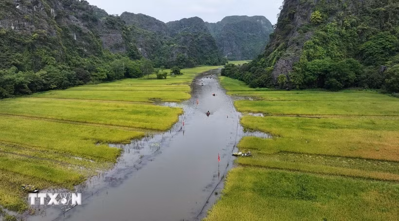 Cánh đồng lúa ở Tam Cốc, xã Ninh Hải, thành phố Hoa Lư (Ninh Bình) vào vụ thu hoạch. (Ảnh: Thùy Dung/ TTXVN)