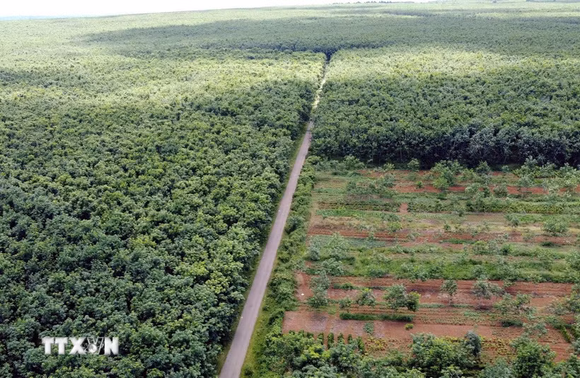 Phát triển rừng, các hệ sinh thái nhằm hấp thụ carbon. (Ảnh minh họa. Nguồn: TTXVN)