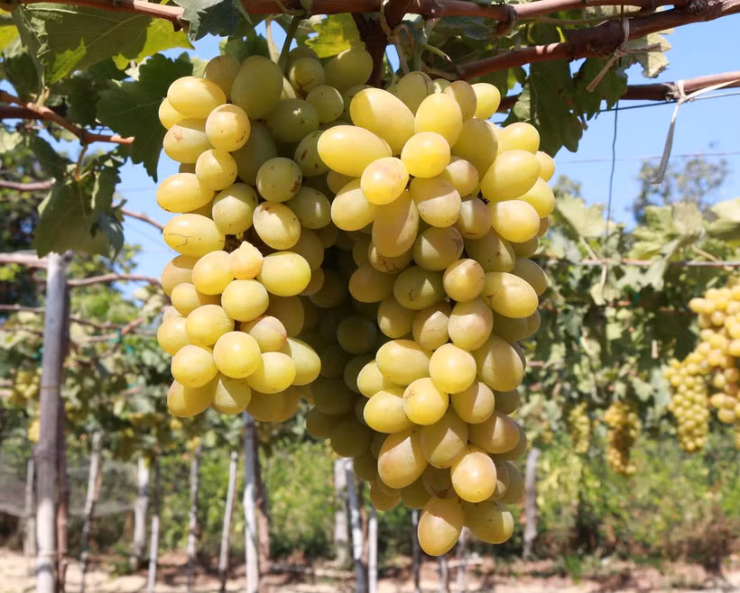 Nho xanh là một trong những sản phẩm OCOP nổi tiếng của Ninh Thuận. (Ảnh: Nguyễn Thành/TTXVN)