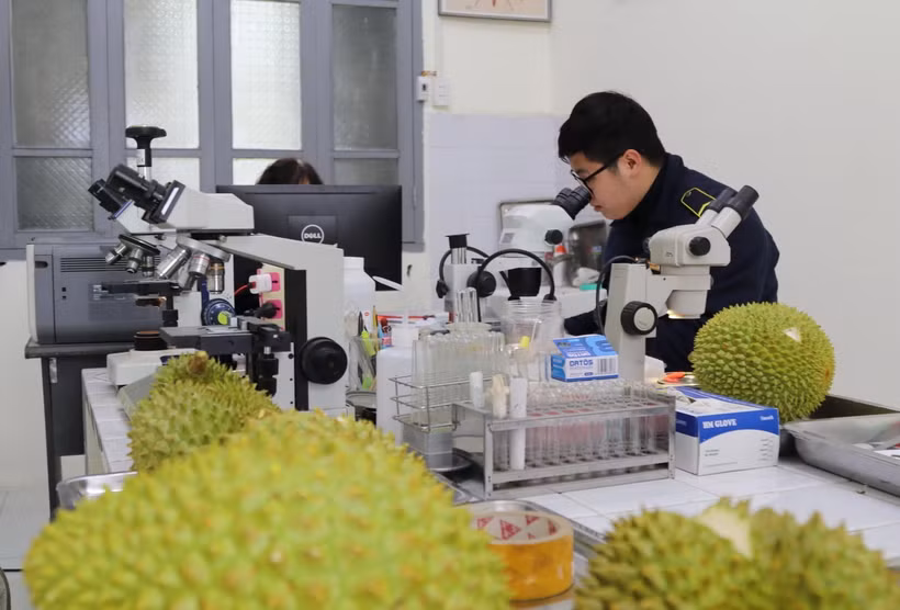 Cán bộ Trạm Kiểm dịch Thực vật cửa khẩu Hữu Nghị kiểm tra nông sản xuất khẩu. (Ảnh: Quang Duy/TTXVN)