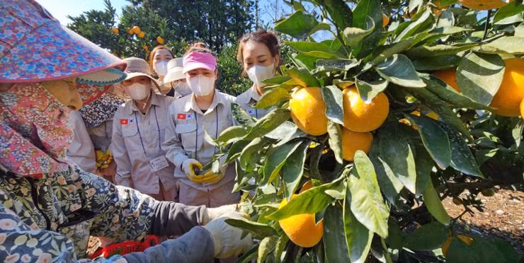 Công nhân Việt Nam tham gia chương trình lao động thời vụ của Hàn Quốc tại trang trại ở Seogwipo, đảo Jeju. (Nguồn: Yonhap)