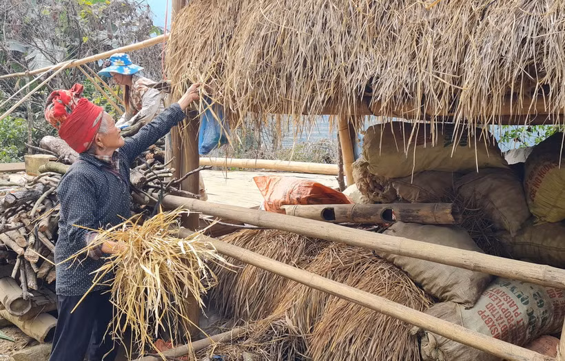 Nông dân xã A Lù (Bát Xát, Lào Cai) tích trữ rơm trên gác mái chuồng trại để giữ ấm và đảm bảo thức ăn cho đàn gia súc trong mùa rét. (Ảnh: Hương Thu/TTXVN)