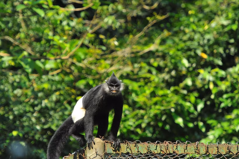 Trước khi thả hẳn về môi trường tự nhiên, các loại linh trưởng quý sẽ được làm quen với môi trường bán hoang dã. (Ảnh: Minh Đức/TTXVN)