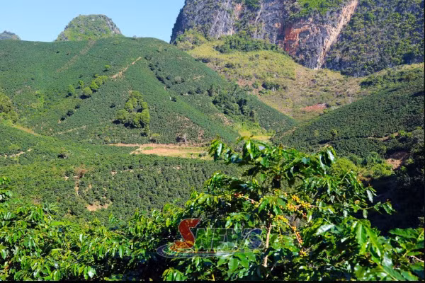 Hơn 300 vận động viên tham gia Giải Marathon “Arabica” tỉnh Sơn La năm 2026