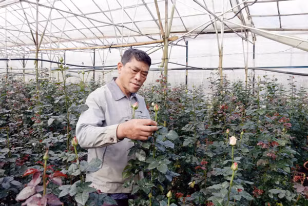 Bí thư chi bộ người K’Ho tiên phong làm giàu dưới chân đỉnh Langbiang