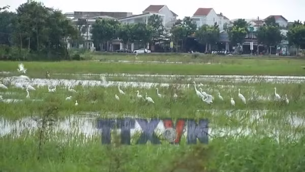 Cò trắng xuất hiện dày đặc trên cánh đồng ở trung tâm thành phố Huế
